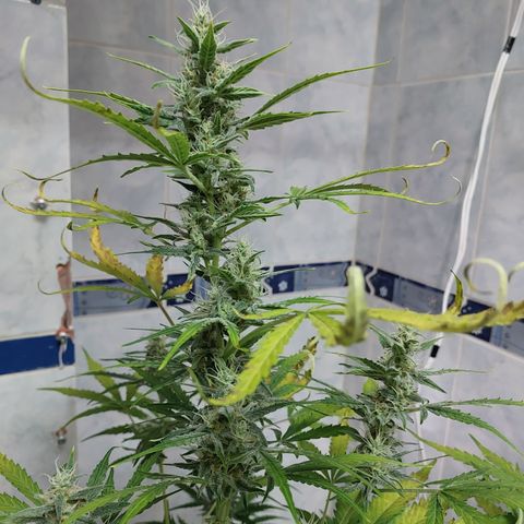 Oscarina growlog timeline photo