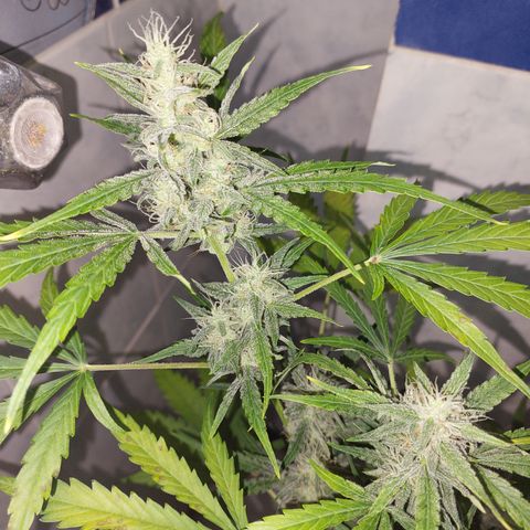 Oscarina growlog timeline photo