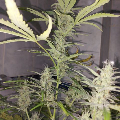 Oscarina growlog timeline photo