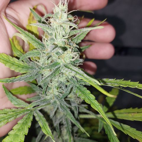 Oscarina growlog timeline photo