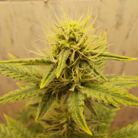 Pamela growlog timeline photo