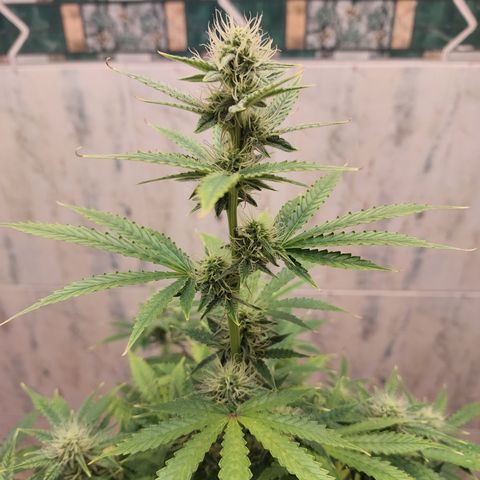 Pamela growlog timeline photo