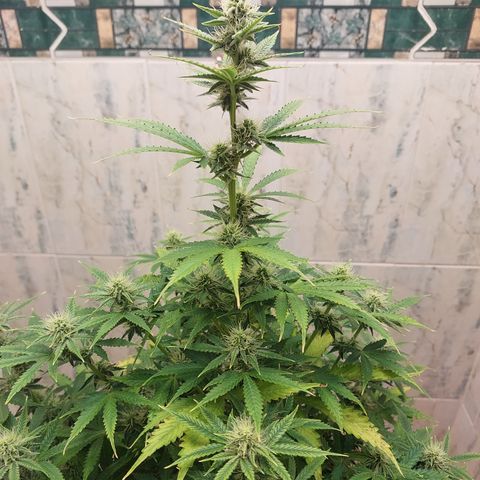 Pamela growlog timeline photo