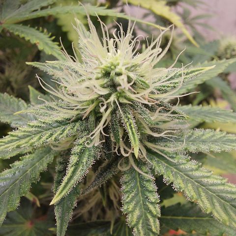 Pamela growlog timeline photo