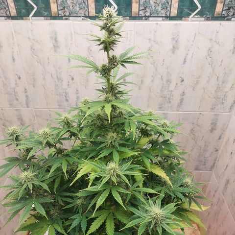 Pamela growlog timeline photo