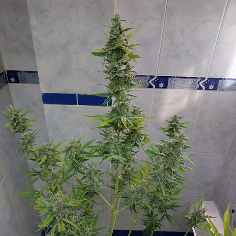 Oscarina growlog timeline photo