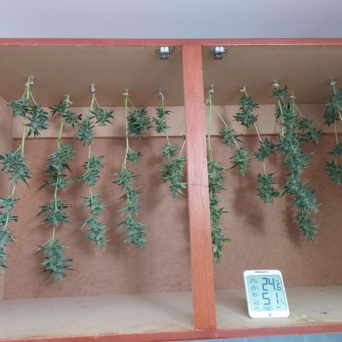 Oscarina growlog timeline photo