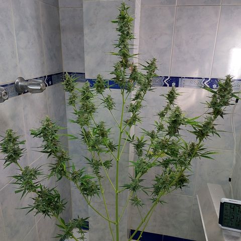Oscarina growlog timeline photo