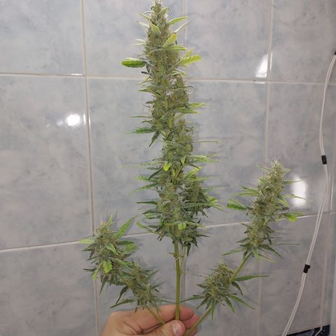 Oscarina growlog timeline photo