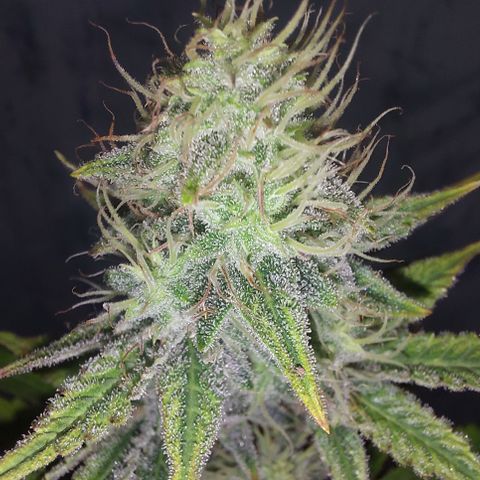 Pamela growlog timeline photo