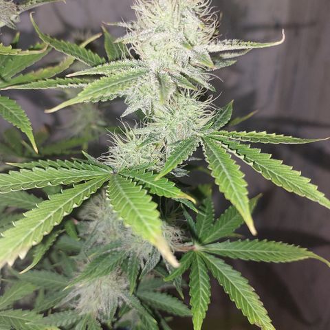 Pamela growlog timeline photo