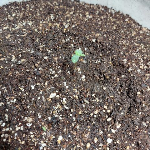 Maigualida growlog timeline photo