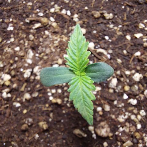 Maigualida growlog timeline photo