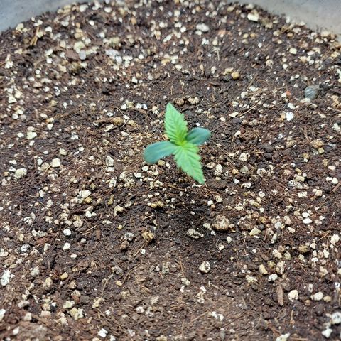 Maigualida growlog timeline photo