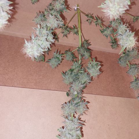 Pamela growlog timeline photo