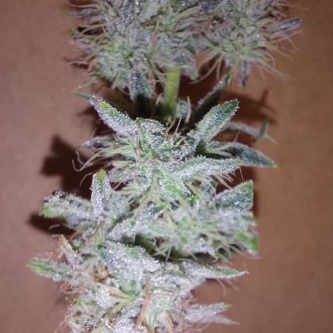 Pamela growlog timeline photo