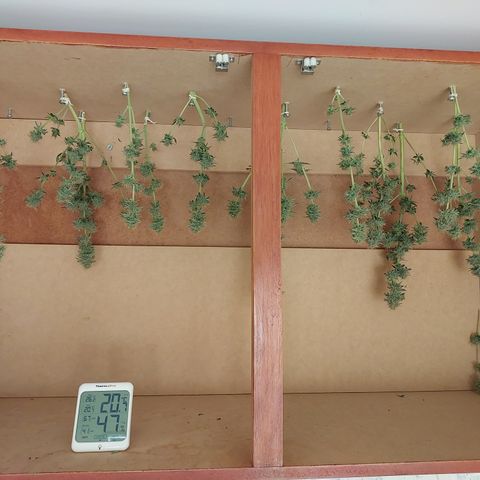 Pamela growlog timeline photo