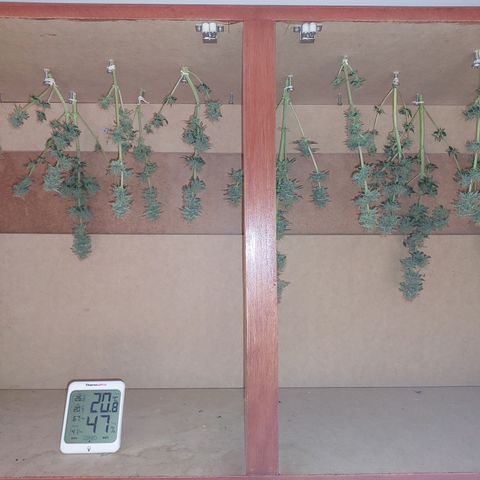 Pamela growlog timeline photo