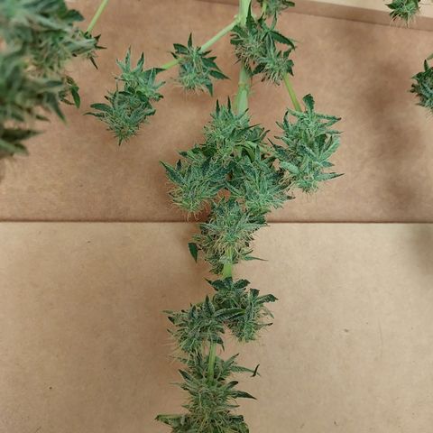 Pamela growlog timeline photo