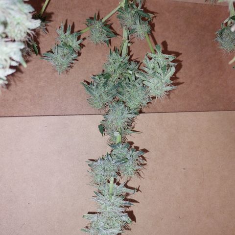 Pamela growlog timeline photo