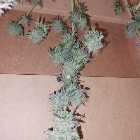 Pamela growlog timeline photo