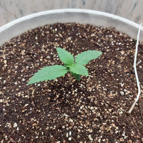 Maigualida growlog timeline photo