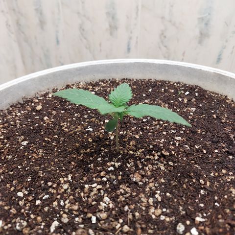 Maigualida growlog timeline photo