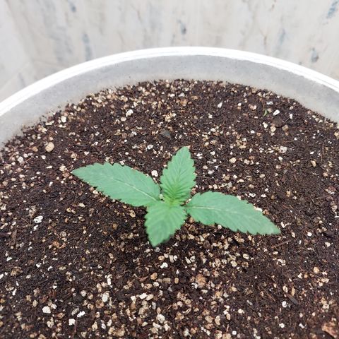Maigualida growlog timeline photo