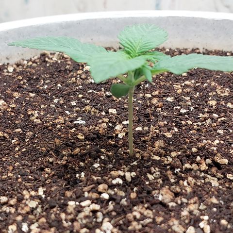 Maigualida growlog timeline photo