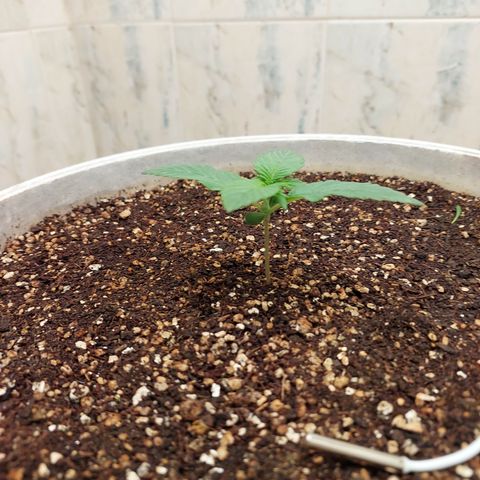 Maigualida growlog timeline photo