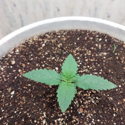 Maigualida growlog timeline photo