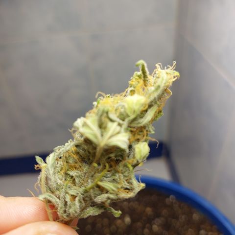 Oscarina growlog timeline photo