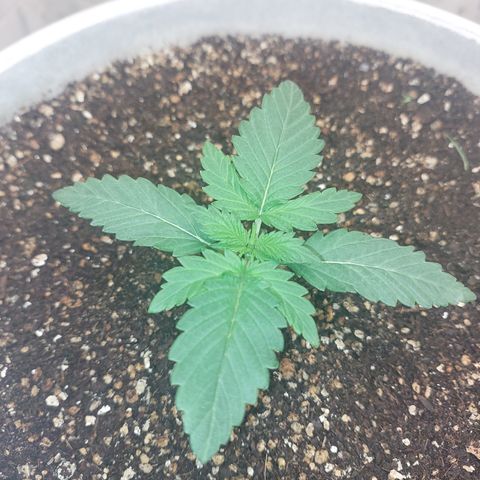 Maigualida growlog timeline photo