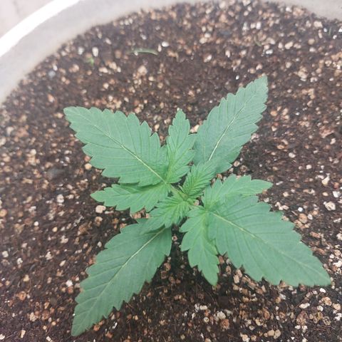 Maigualida growlog timeline photo