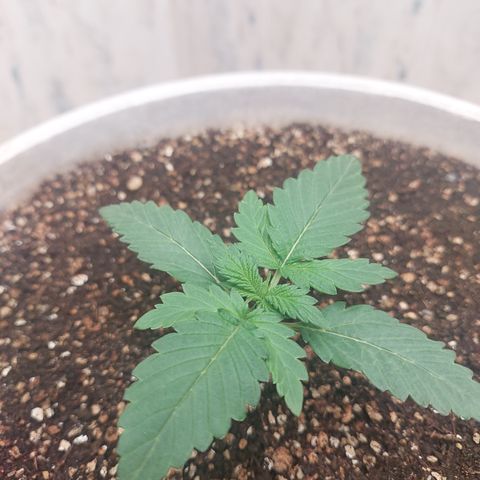 Maigualida growlog timeline photo