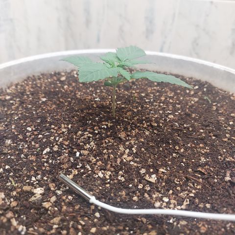 Maigualida growlog timeline photo