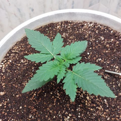 Maigualida growlog timeline photo