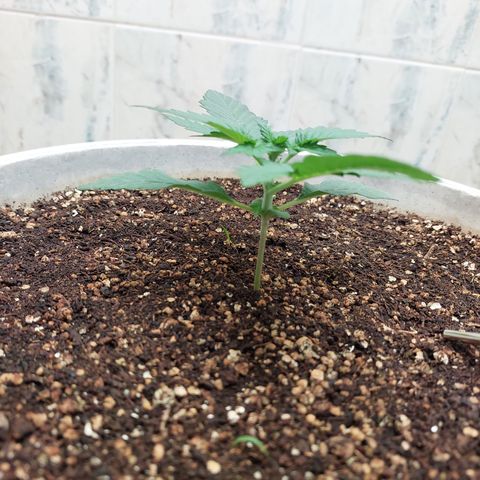 Maigualida growlog timeline photo