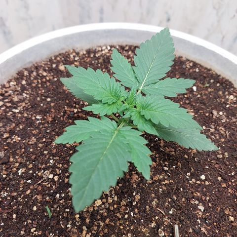 Maigualida growlog timeline photo