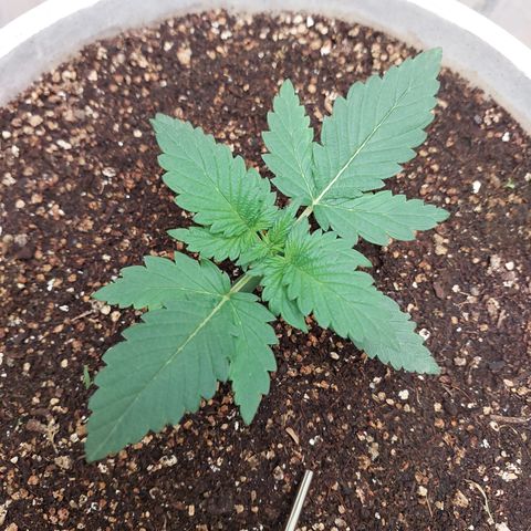 Maigualida growlog timeline photo