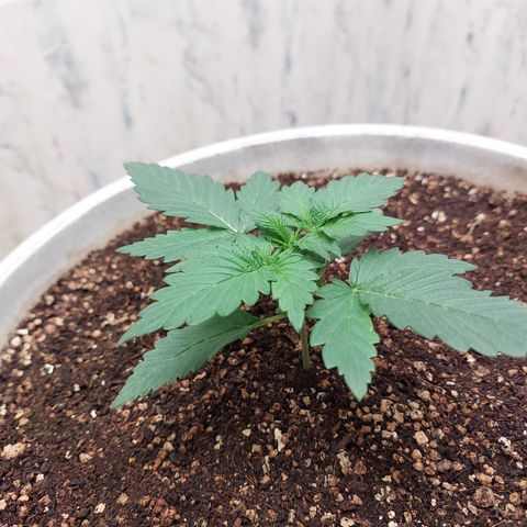 Maigualida growlog timeline photo