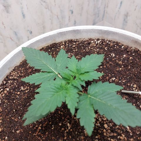 Maigualida growlog timeline photo