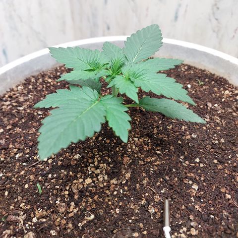 Maigualida growlog timeline photo