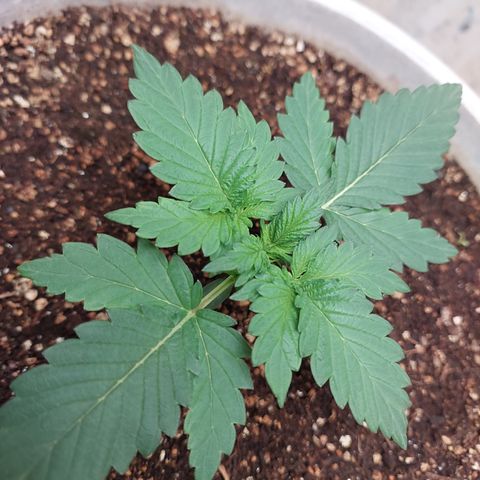 Maigualida growlog timeline photo