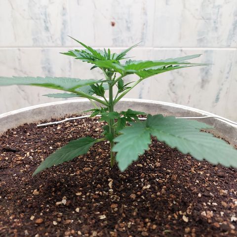 Maigualida growlog timeline photo
