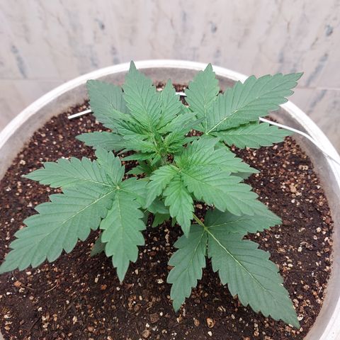 Maigualida growlog timeline photo