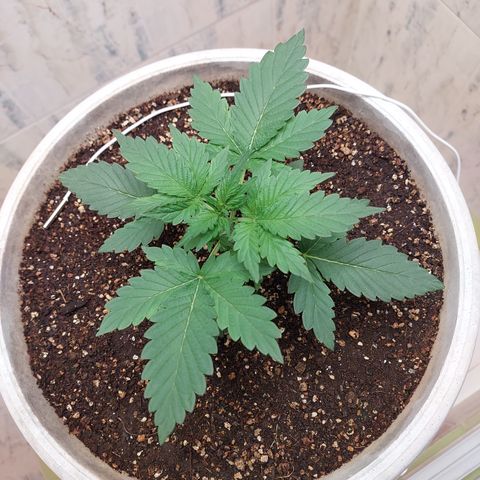 Maigualida growlog timeline photo