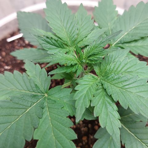 Maigualida growlog timeline photo