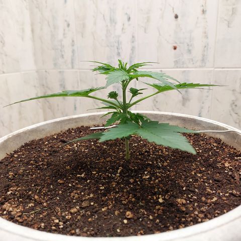 Maigualida growlog timeline photo