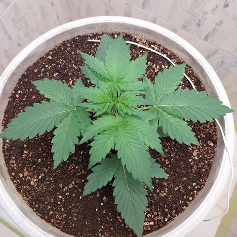 Maigualida growlog timeline photo